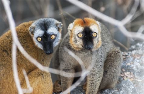 Photo Gallery Madagascar Animals