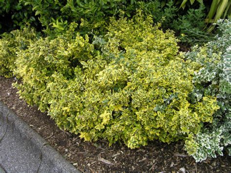 This colorful evergreen shrub sports bright green leaves with gold edges, turning pinkish red in fall and winter. Emerald and Gold Wintercreeper