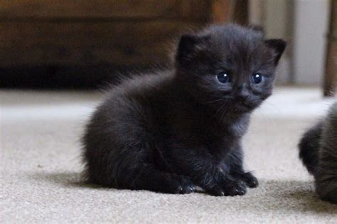When compiling bengal cat names, it wasn't hard. Bengal x Ragdoll Grey Kitten - ONE remaining | in Chipping ...