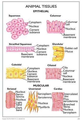 Animal Tissues Study Biology Biology Lessons Tissue Biology