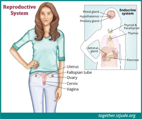 Female Reproductive Organs Diagram Labeled 18 Diagram Literally
