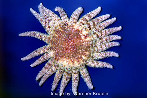 Sunflower Star Pycnopodia Helianthoides Starfish Echi Flickr