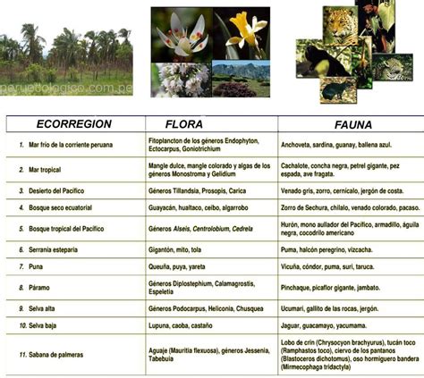 Lista 102 Foto Cuál Es La Flora Y Fauna Del Ecosistema Marino Lleno