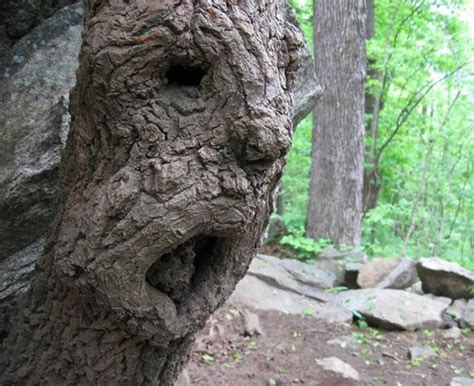 You Have To Face It This Is A Terrific Expression For A Tree To Adopt