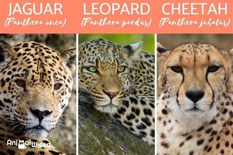 Leopard Jaguar Hybrid Home Design Ideas