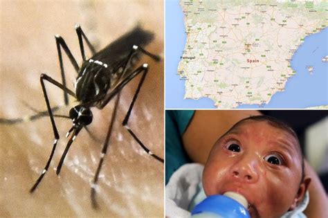 Summer Sex Ban For Thousands Of Brit Tourists After Zika Virus Outbreak