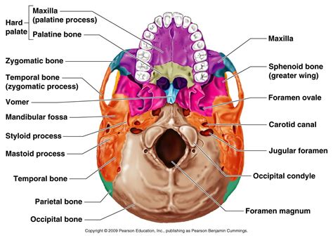 Pterygoid Bone Anatomy Sphenoid Bone Skulls And Anatomy On Skull