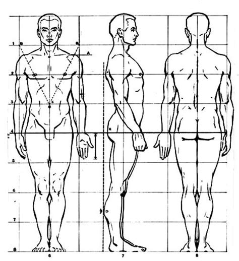Proportions Man Proporciones Del Cuerpo Humano