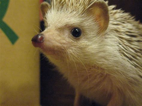 Filepet Hedgehog Closeup
