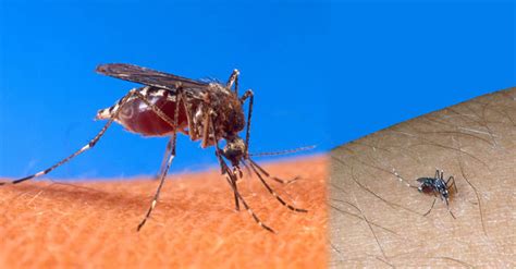 Asian Tiger Mosquito Or Forest Mosquito Your 100 Smart Approach