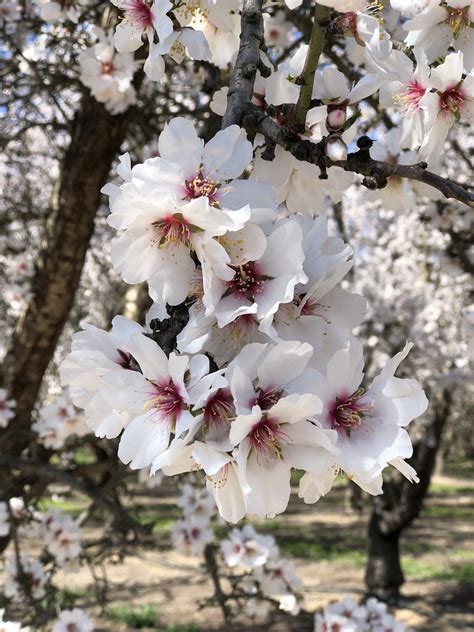 Modesto Almond Blossoms Flickr