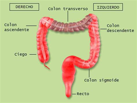 A colon is also used when direct speech is introduced by a name. Partes del colon