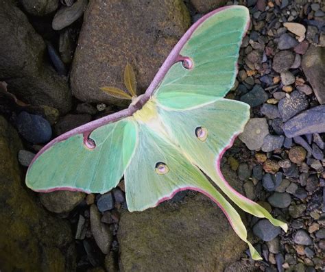 Cool Thing Of The Day — Top Ten Coolest Moths 1 Luna Moth 2 Wood