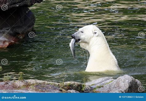 Oso Polar Con Los Pescados Fotos De Archivo Imagen 13713063