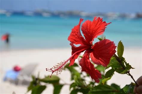 Beach Hibiscus Flower Caribbean Free Photo On Pixabay