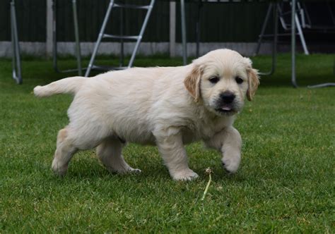 Created to ensure the purchase of healthy puppies is simple. Golden Retriever Puppies For Sale | Indianapolis, IN #196193