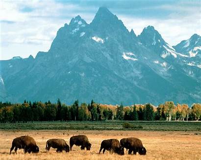 Bison Background Teton Wyoming Grand National Park