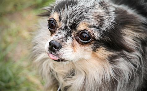 Download Wallpapers 4k Chihuahua Close Up Dogs Gray Chihuahua Cute