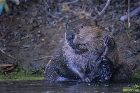Native North American Beavers Improve The Health Of Waterways In San