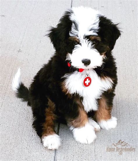 These pups have the hypoallergenic coat of a mini poodle, and many of the handsome traits of the bernese mountain dog. Creating Your Next Best Friend Specializing in Miniature ...