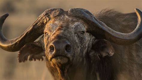 Interesting Facts About African Buffalo Youtube