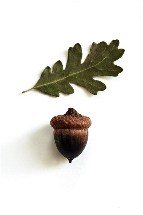 Acorn And Oak Leaf On White Surface By Susie Cushner