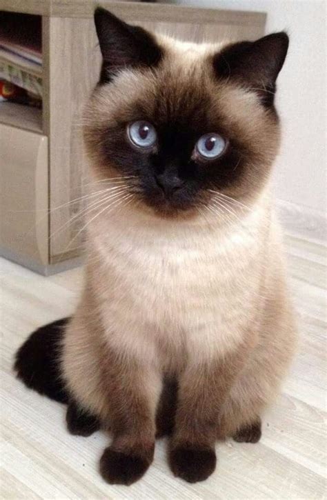 How Cute Is This Cat Siamese Cats Cute Cats Kittens