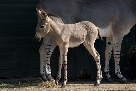 ‘incredibly Rare African Wild Ass Foal Among Latest Newborns At