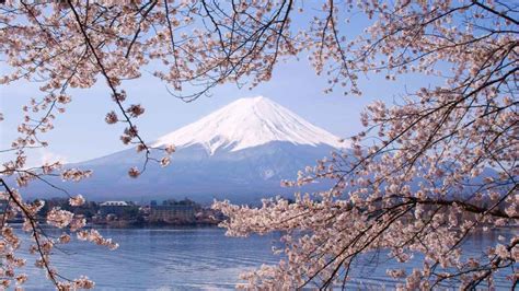 Ultimate 2020 Cherry Blossom Japan Guide — Everything You Need To Know