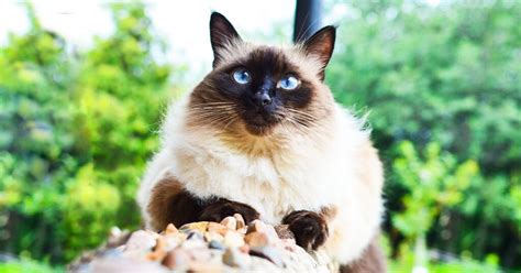 The 10 Best Hypoallergenic Cat Breeds For People With Allergies