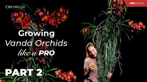 Growing Vanda Orchids Like A Pro Part 2 Youtube