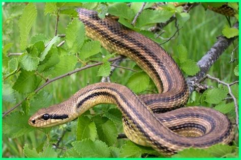 Ketahui ciri fisik jenis ular tidak berbisa yang dapat ditemukan di indonesia terutama di area sawah dan rawa. 10 Jenis Ular Tidak Berbisa di Dunia - Dunia Fauna , Hewan ...