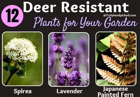 These Deer Resistant Plants Are Aromatic And Ornamental Pictures