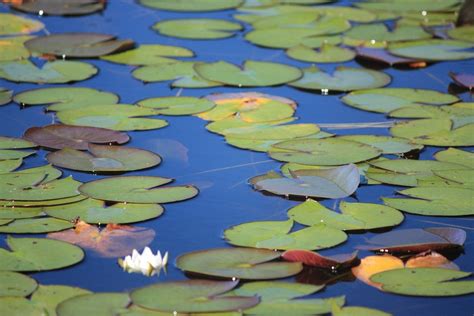 Free Stock Photo Water Lily Pond Lily Pads Plants Free Image On