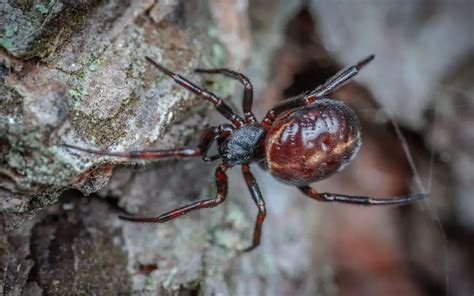 What Is A False Black Widow Spider The Spider Blog