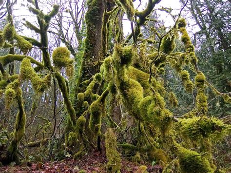 Dense Moss Colonies In A Cool Coastal Forest A Moss City On The