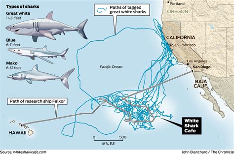 Fatal Shark Attack In Santa Cruz County Surfer Magazine Forum Surf