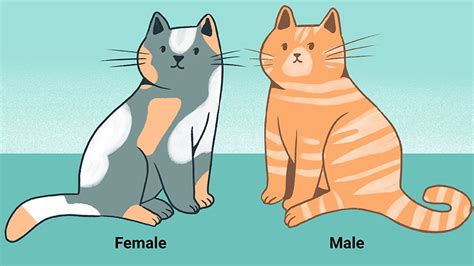 How To Tell The Sex Of A Kitten Complete Guide 072023