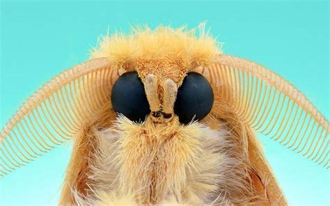 Extreme Macro Close Ups Of Insect Faces By Yudy Sauw Insects Macro