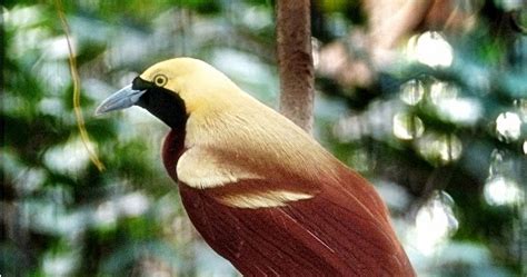 Sistem kami menemukan 25 jawaban utk pertanyaan tts kera berwarna hitam 6 huruf. Burung cendrawasih kuning - Ocehan Kenari