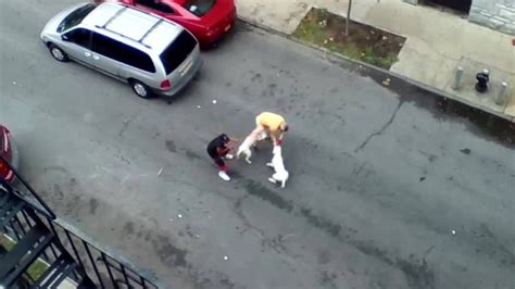 Pit Bulls Attack Man In New York Cnn Video