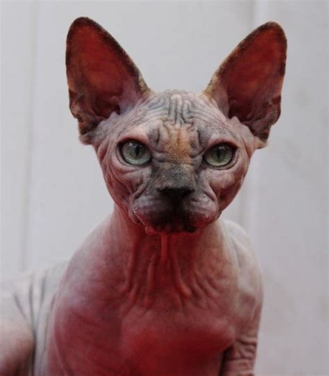 Buy the best and latest hairless cat drawing on banggood.com offer the quality hairless cat drawing on sale with worldwide free shipping. Sphynx kittens for sale, NADA Sphynx, Devon Rex, Lykoi ...