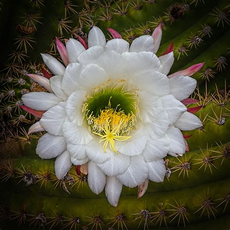 Argentine Giant Cactus Bloom Focal World