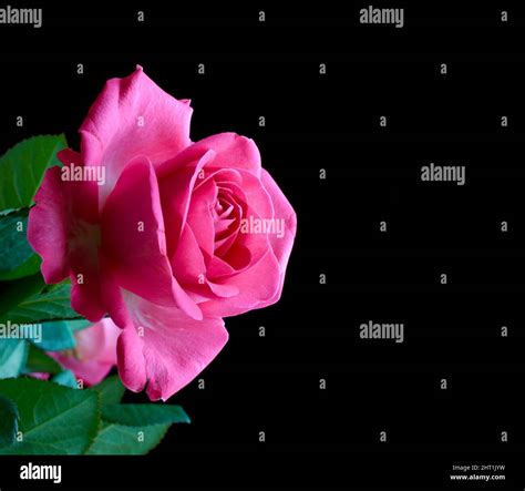 Red Roses A Photo Of A Red Rose Stock Photo Alamy