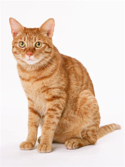 Even if a cat looks like it is solid orange in color, you'll be able to see evidence of his or her tabbiness somewhere. Cat | Free Stock Photo | An orange cat isolated on a white ...