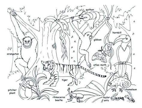Rainforest Drawing For Kids At Explore Collection