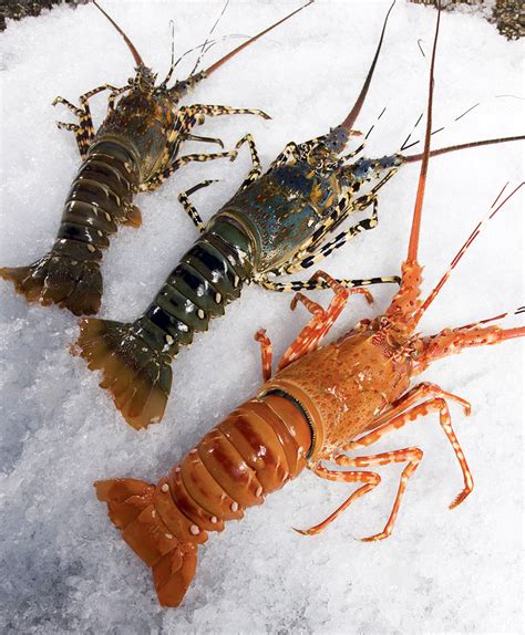 Genetics Environment Define Crustacean Color Responsible Seafood
