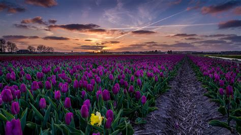 Download 3840x2160 Purple Tulips Field Path Sunset Wallpapers For