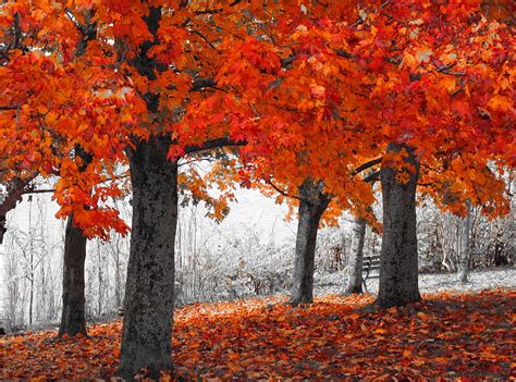1366x768px Free Download Hd Wallpaper Autumn Series Red Maple