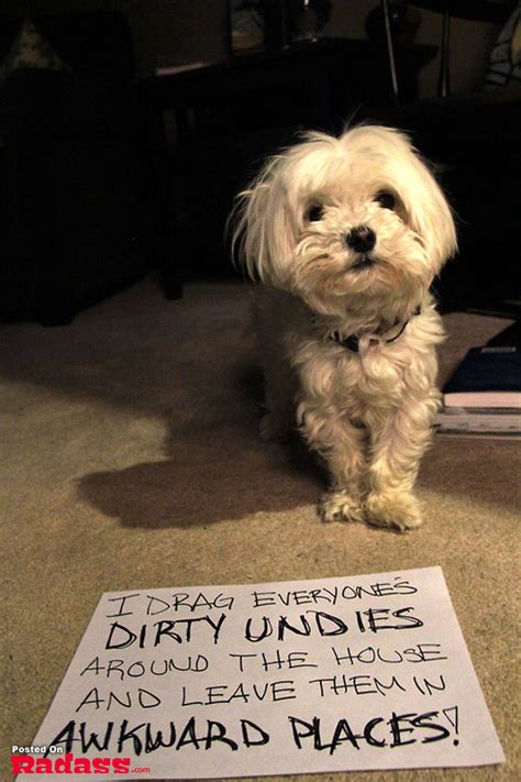 The Best Of Dog Shaming 40 Pics